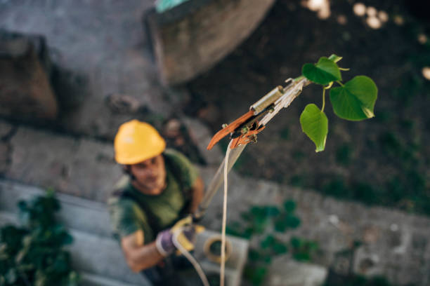 Trusted West Valley City, UT  Tree Services Experts